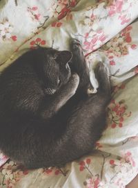 Cat sleeping on bed