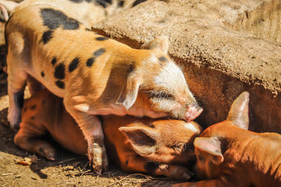Pigs resting at farm