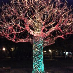 Close-up of illuminated tree