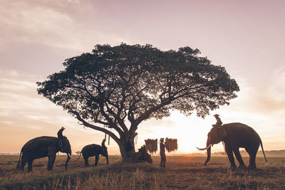 Horses grazing in a field