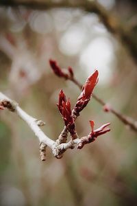 Close-up of wilted plant