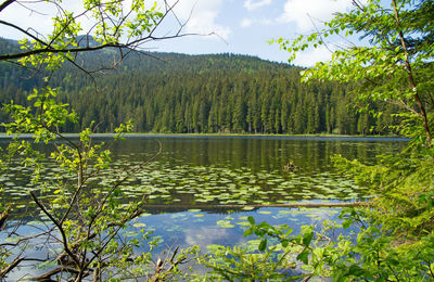 Scenic view of lake in forest against sky