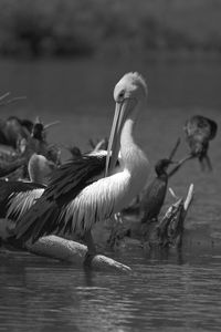 View of birds in lake