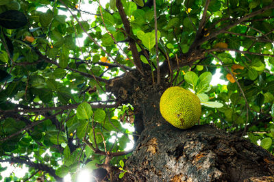 Low angle view of tree