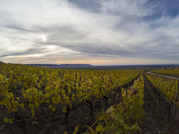 Scenic view of vineyard against sky