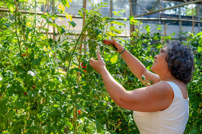 Smiling latin woman contemplating her tomato harvest in a greenhouse, short grayish black hair