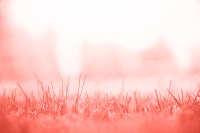 Close-up of pink plants on field against sky