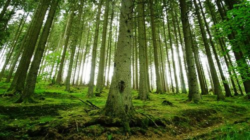 Scenic view of forest