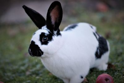 Close-up portrait of white outdoors