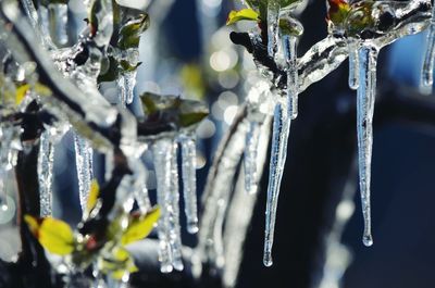 Close-up of ice crystals