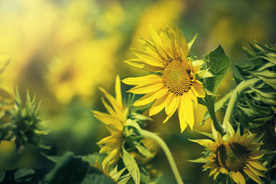 Close-up of insect on yellow flowering plant