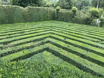 High angle view of grassy field