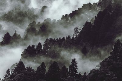 Low angle view of trees against sky during foggy weather