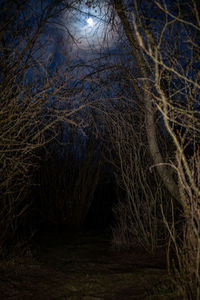 Bare trees in forest at night