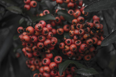 Close-up of rowanberries on tree