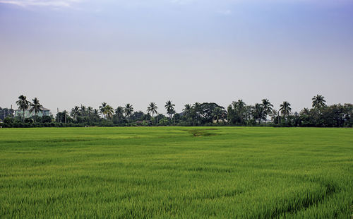 Scenic view of agricultural field against sky