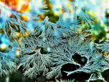 Close-up of tree branches in winter