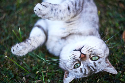 Close-up of cat lying on grass
