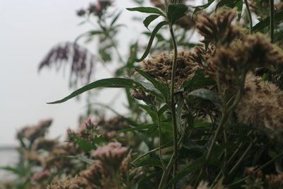 Close-up of flowering plant on field