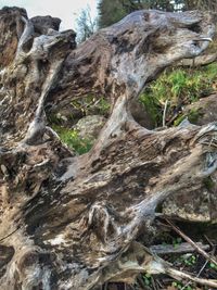 Close-up of tree trunk on field