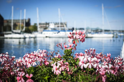 View of blooming flowers on a pier with sailing boats taken with shallow depth of field