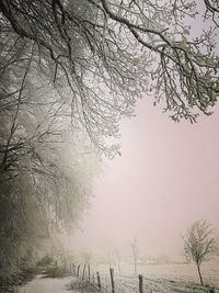 Bare trees on snow covered landscape against sky