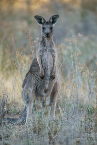 Young eastern grey kangaroo in a field.