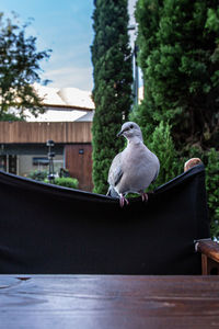 Close-up of seagull perching on wooden table