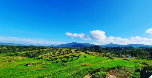 The green rice field