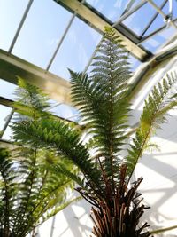 Low angle view of palm tree against sky