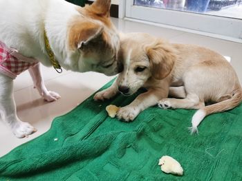 Dog playing with cat