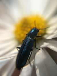 Close-up of black bug feeding on flower