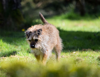 Dog walking on field