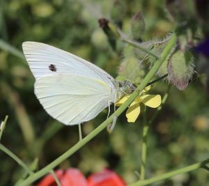 Close-up of butterfly pollinating on flower