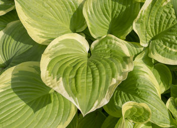 Full frame shot of leaves