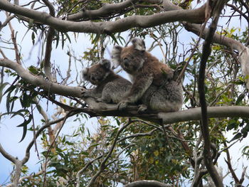 Koala - mother and child