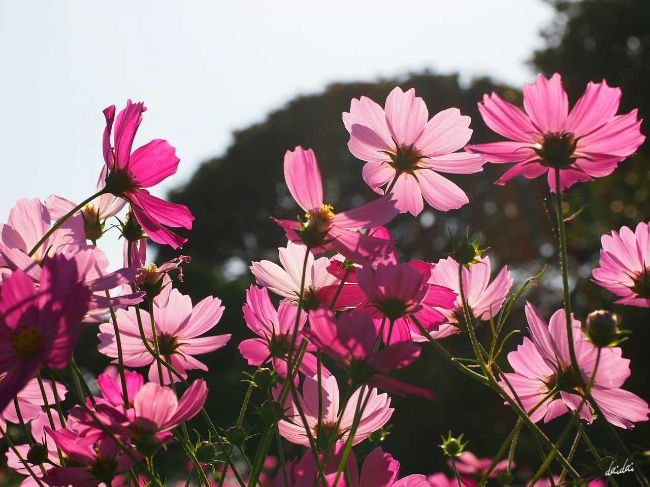 CLOSE-UP OF PINK FLOWERS