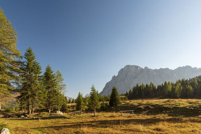 Trees on landscape against clear sky