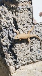 Close-up of lizard