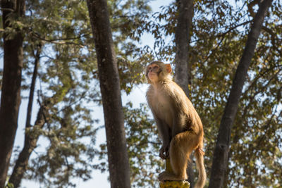 Low angle view of monkey on tree trunk