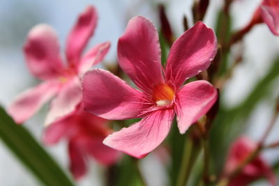 Close-up of pink flowers blooming in park