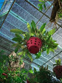 Low angle view of fruits hanging on tree