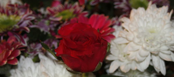 Close-up of red flowers blooming outdoors