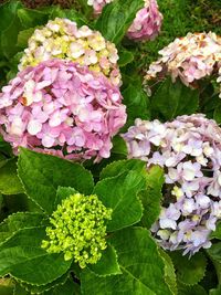 Close-up of pink hydrangea flowers