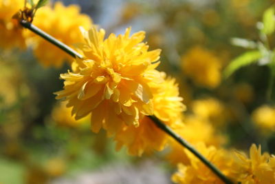 Close-up of yellow flowering plant