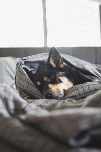 Close-up portrait of dog relaxing on bed at home