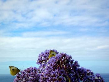 Close-up of pink flowering plant against cloudy sky