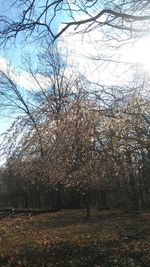 Close-up of trees against sky