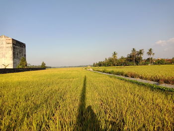 Scenic view of agricultural field against clear sky