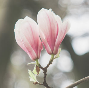 Close-up of pink flowering plant